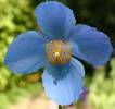 meconopsis_p_c_abildgaard.jpg