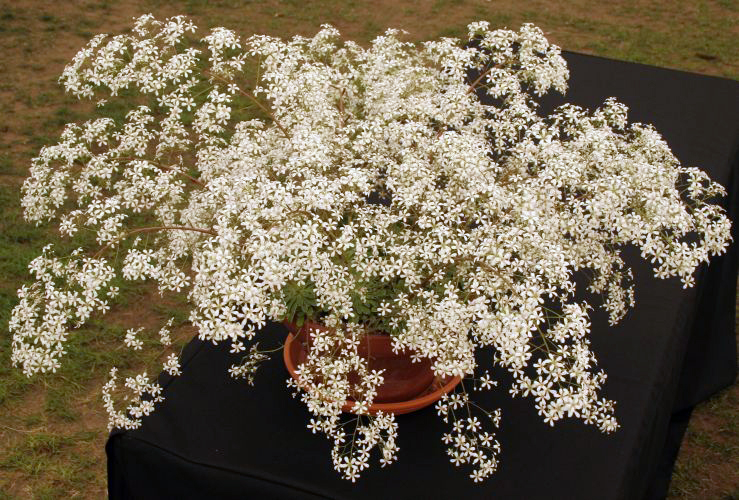 saxifraga_anneka_hope.jpg