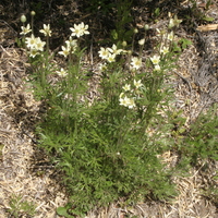 Anemone multifida