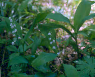 Convallaria majalis