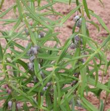 Polygonatum SDR1615