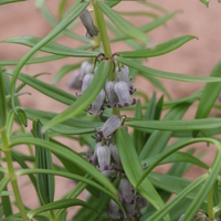 Polygonatum SDR1615