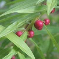 Polygonatum SDR1615 fruit
