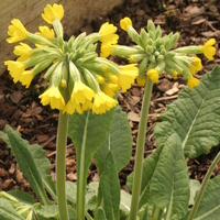 Primula veris